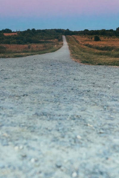 蓝天下小路附近的绿草植物
